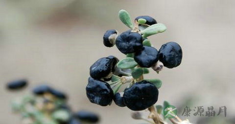 黑枸杞怎么泡水