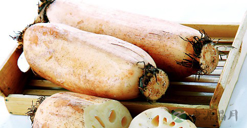 荷莲一身宝 秋藕最补人