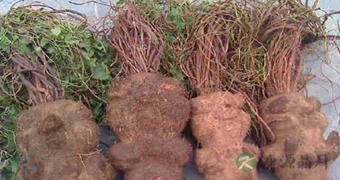 女性脱发治疗的方法