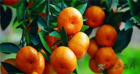 喉咙有痰可以吃橘子吗