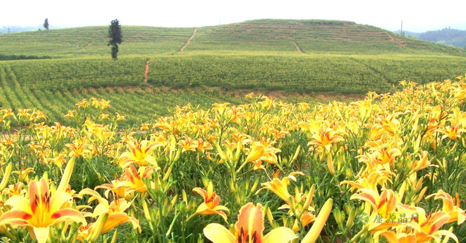 记忆力下降吃什么食物