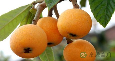 湿气重吃什么水果好