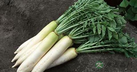 清咽利喉的水果 清咽利喉的水果