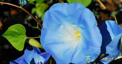 牵牛花有毒吗