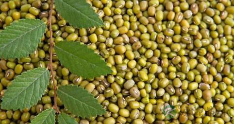 常见的含大量激素的食物有哪些? 常见的含大量激素的食物有哪些?