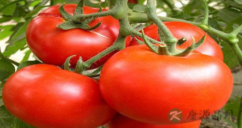 骨折的人吃什么补品