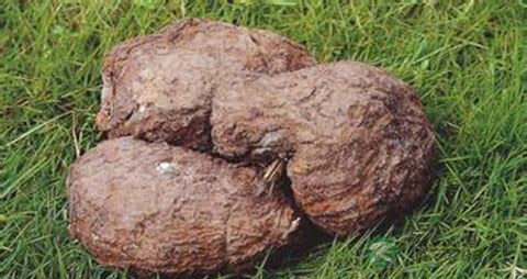 茯苓能治疗脱发吗 茯苓能治疗脱发吗