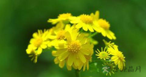 吃什么对头发生长好 吃什么对头发生长好