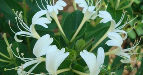 清热解毒的茶叶 清热解毒的茶叶