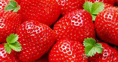 清肝明目茶 清肝明目茶