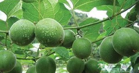 清咽润喉喝什么 清咽润喉喝什么