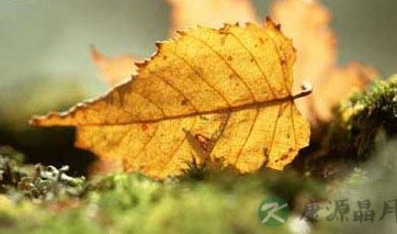 今日寒露：养生保健多吃薯类