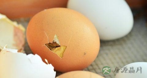 鸡蛋变质的症状
