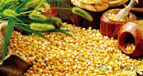 玉米怎么吃最营养？五种吃法大pk