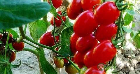 高血压高血脂的饮食 高血压高血脂的饮食