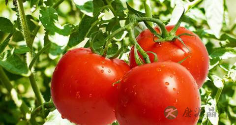 清热解毒吃什么 清热解毒吃什么