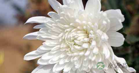 感冒嗓子疼吃点什么 感冒嗓子疼吃点什么