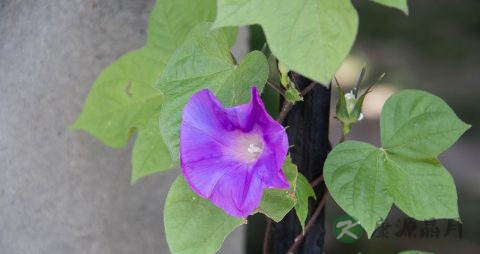 牵牛花有毒吗