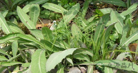 北方能吃的野菜