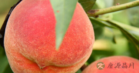 吃水果的注意事项