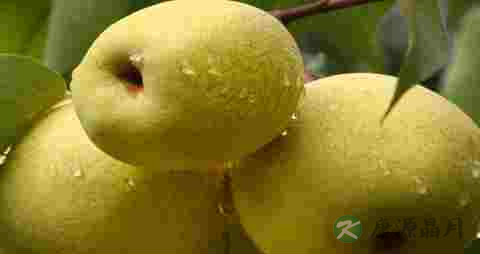 吃什么水果可以清热解毒 吃什么水果可以清热解毒