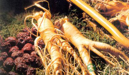 人参的功效作用大盘点