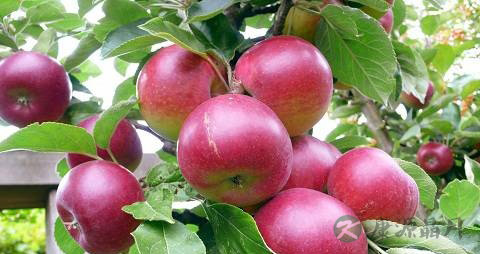 降低血脂吃什么 降低血脂吃什么