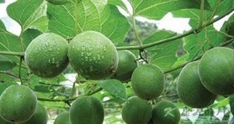 明目的花茶 明目的花茶