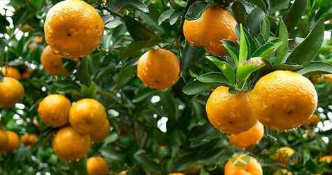 什么食物对记忆力好