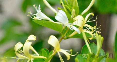 清热解毒的草药 清热解毒的草药