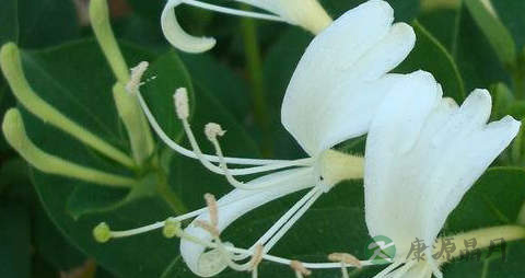 清热解毒植物 清热解毒植物