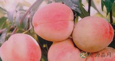 吃什么保养头发 吃什么保养头发