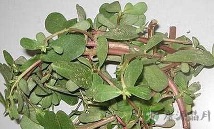 野菜也具有食疗功效