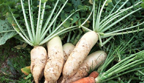 今日寒露：养生保健多吃薯类