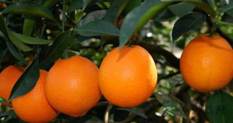 喝什么能润喉 喝什么能润喉