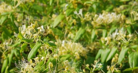 金银花茶苦吗
