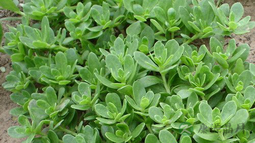 春季养生 荐八款滋补又美味的野菜