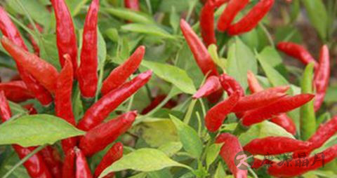 脂溢性脱发吃什么药 脂溢性脱发吃什么药