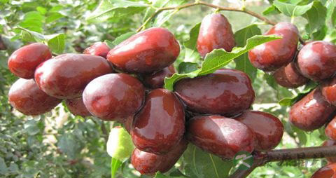 治疗油脂性脱发的方法 治疗油脂性脱发的方法