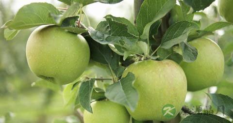 常吃苹果七大绝妙好处 常吃苹果七大绝妙好处