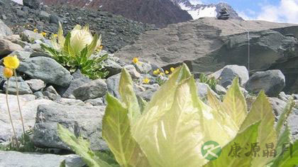雪莲花的美容功效