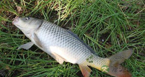 高血压血脂稠吃什么好 高血压血脂稠吃什么好