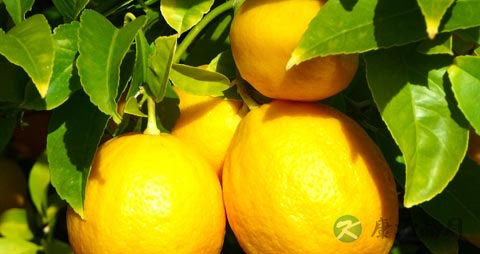 清咽利喉的水果 清咽利喉的水果