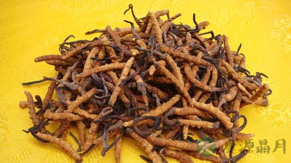 虫草的吃法