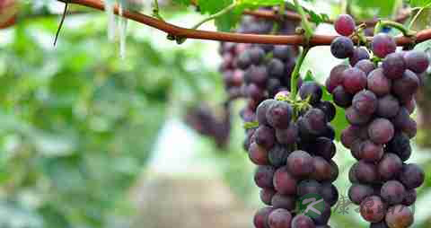 上火便秘吃什么好