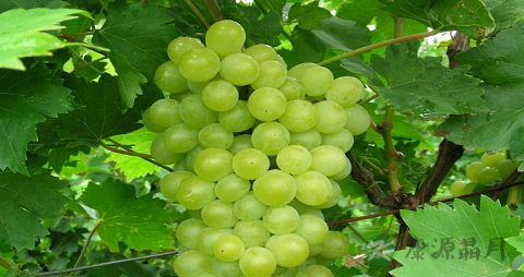 降低血脂吃什么 降低血脂吃什么