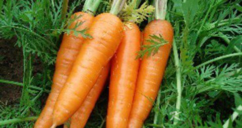 吃什么头发长得快又密