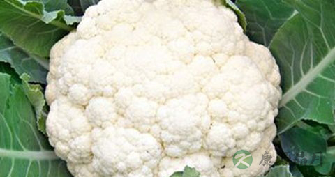 治疗脱发食物 治疗脱发食物