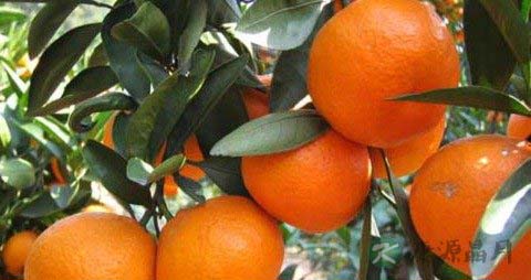 感冒腹泻吃什么好