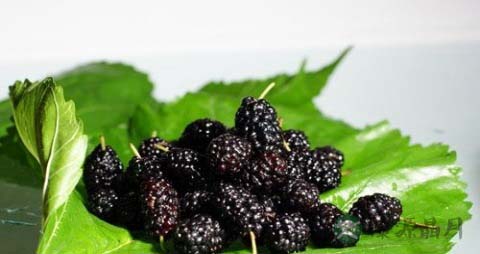 肾虚脱发吃什么好 肾虚脱发吃什么好